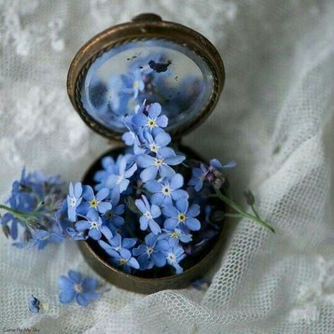 Forget Me Not Flowers Aesthetic, Forget Me Not Flowers, Flowers Aesthetic, Forget Me Not, Blue Flowers, Lace, Flowers, Blue, White