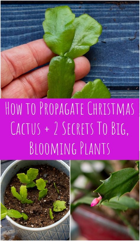 House Plant Care Chart, Holiday Cactus Plants, How To Transplant Christmas Cactus, Christmas Cactus Care How To Grow, How To Propagate Christmas Cactus In Water, How To Get Christmas Cactus To Bloom, Hanging Plants Diy Outdoor, Repotting Christmas Cactus, Rooting Christmas Cactus