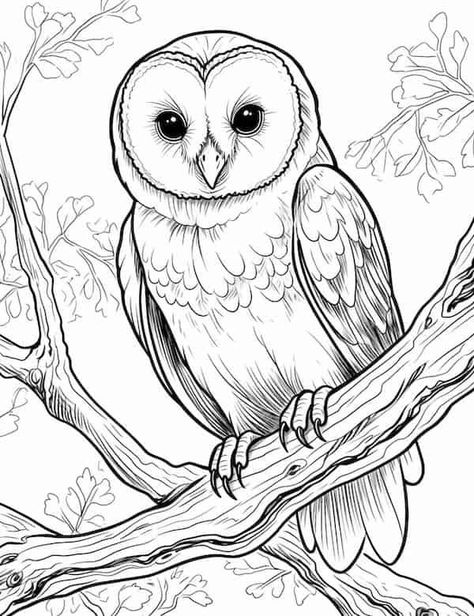 Barn owl on the branch Traceable Coloring Pages, Owl Colouring Picture, Printable Animals Templates, Owl Coloring Pages Free Printable, Owl Patterns Free Printables, Traceable Drawings Free Printable, Woodburning Patterns Free Printable, Colouring Pages For Adults Printable Free, Traceable Art