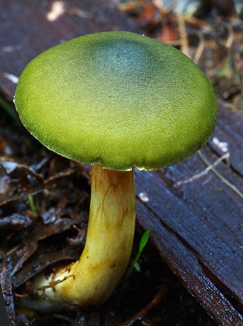 Mushroom Mandala, Mushroom Lamps, Poisonous Mushrooms, Green Mushroom, Lichen Moss, Mushroom Pictures, Plant Fungus, Slime Mould, Mushroom Fungi