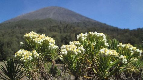 Balai Besar Taman Nasional Bromo Tengger Semeru menyiapkan Desa Ngadisari, Kabupaten Probolinggo, Jawa Timur sebagai desa wisata bunga edelweis (anaphalis spp) di wilayah… Ranu Kumbolo, Edelweiss Flower, Wallpaper Laptop, Marvel Art, Galaxy Wallpaper, Habitat, Planting Flowers, Wild Flowers, Illustration Art