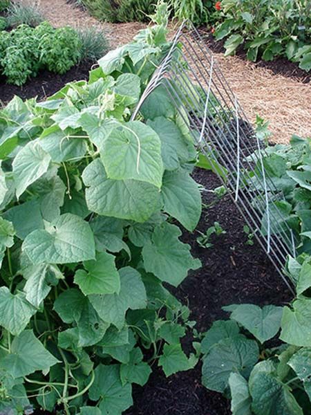 23 Functional Cucumber Trellis Ideas Guaranteed to Boost Your Harvest Zucchini Trellis, Allotment Garden, Cucumber Trellis, Trellis Ideas, Garden Obelisk, Diy Trellis, Garden Vines, Garden Veggies, Veg Garden