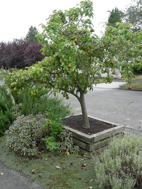 Pear Tree in Planter Box Potted Pear Tree, Tree Boxes Planter Outdoor, Orchard Netting, Large Tree Planters, Large Wooden Planters, Mountain Garden, Large Planter Boxes, Tree In Planter, Fruit Tree Garden