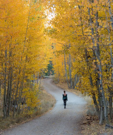 15 things to do in South Lake Tahoe: The Ultimate Outdoor Guide! Lake Tahoe Fall, Fall Hikes, Cascade Falls, Adventurous Things To Do, Month Of October, Alpine Meadow, Canyon Road, Beach Road, Fall Hiking