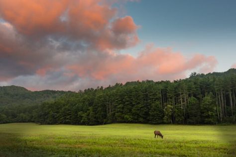 North Carolina Attractions, Gatlinburg Vacation, Great Smoky Mountains National Park, Smoky Mountain National Park, Plunge Pool, Great Smoky Mountains, Summer Adventures, Smoky Mountains, Travel Around