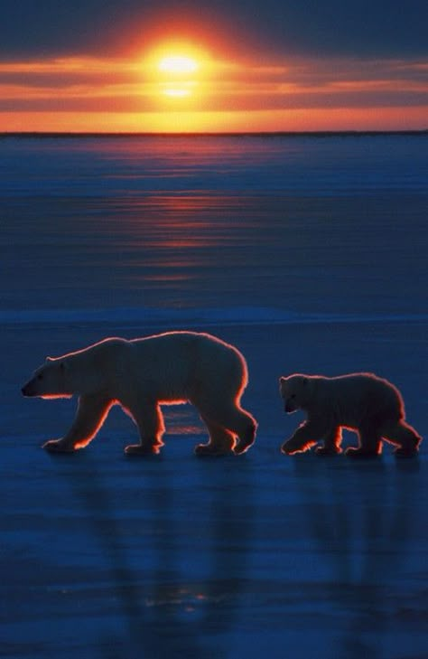 Polar bear sunset Polar Bears, Animal Planet, Animal Photo, Funny Animal, Acrylic Art, Beautiful Creatures, Animal Kingdom, Animal Photography, Polar Bear