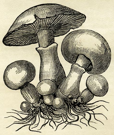 Frosch Illustration, Mushroom Vintage, Mushroom Pictures, Mushroom Drawing, Old Design, Engraving Illustration, Desenho Tattoo, Clip Art Vintage, Mushroom Art