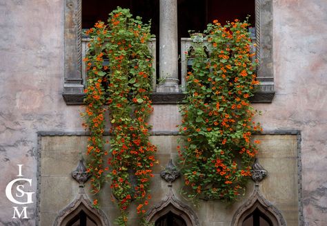 Nasturtiums in the Gardner Museum Courtyard. Photo by Billie Weiss, Isabella Stewart Gardner Museum, Boston, 2015. Museum Courtyard, Isabella Stewart Gardner Museum, Isabella Stewart Gardner, Northwest Landscaping, Window Box Garden, Gardner Museum, Small Front Yard Landscaping, Balcony Flowers, Hanging Flower Baskets