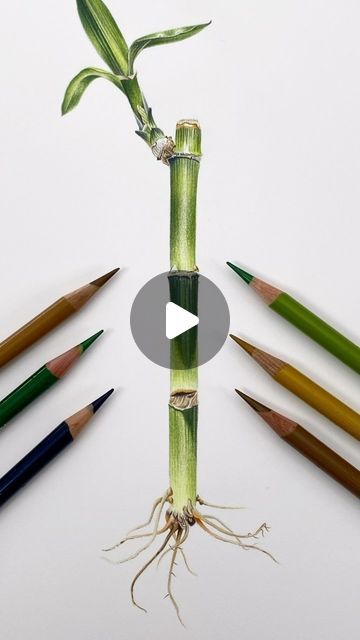 Botanical Colored Pencil, Drawing Realism, Pencil Tutorial, St Cuthbert, Colored Pencil Tutorial, Lucky Bamboo, Colouring Techniques, Botanical Painting, Coloured Pencils