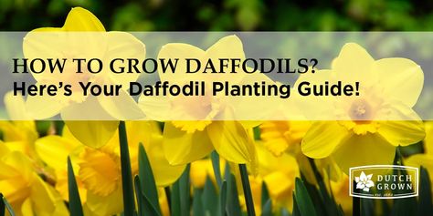 Daffodil Planting Guide: How to Plant, Grow and Care for Daffodils – DutchGrown Daffodil Planting, Planting Daffodils, Planting Guide, Grandma's Garden, Daffodil Bulbs, Zone 9, Grandmas Garden, Tough Cookie, Garden Bulbs