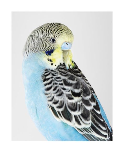 Leila Jeffreys, Society Photography, Budgie Parakeet, Photography Exhibition, Still Photography, Australian Birds, High Society, Colorful Birds, Bird Photography