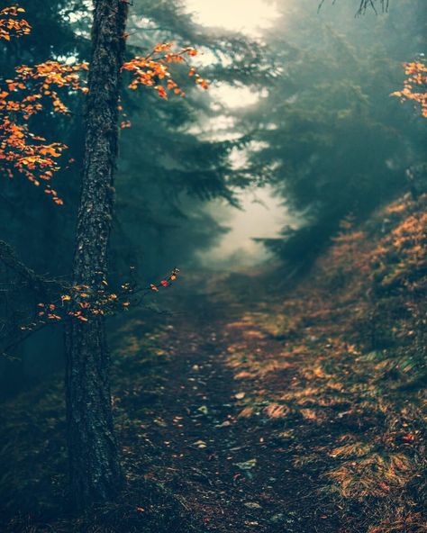 8 Signs You Were A Psychic Medium In A Past Life — Amanda Linette Meder Forest Path, 8th Sign, Misty Forest, Fantasy Forest, Psychic Mediums, Dark Photography, Artistic Photography, Green Trees, Inspirational Wall Art