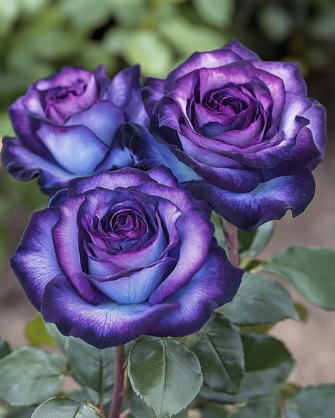 Rare Flowers Unique, Purple Rose Aesthetic, Emo Flowers, Dark Purple Roses, Cool Flowers, Pretty Flowers Pictures, Rare Roses, Rose Flower Pictures, Pretty Nature