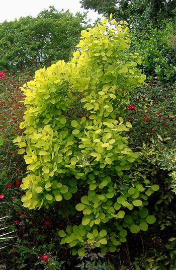 Cotinus Golden Spirit Residential Landscape, Landscape Construction, Backyard Playground, Blue Garden, Top Soil, Landscaping Plants, Construction Materials, Gardening Ideas, Creepers