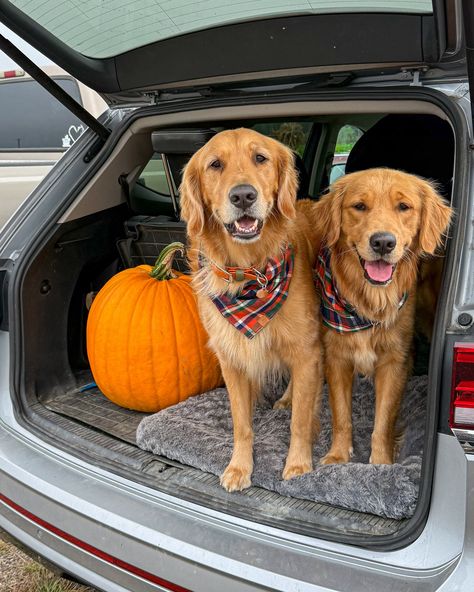 It’s the great big pumpkin!🎃 We have all the pumpkins on our front porch and so far only one has rotted💀😂 wonder how many will make it to Halloween 🧐 Flannel bandanas @thefoggydog code atlasandaura10🧡 📍 Bob’s Pumpkin Farm in Half Moon Bay, California #pumpkinfarm #itsthegreatbigpumpkin #fallfun #pumpkinpicking #goldenretrievers #visithalfmoonbay Big Pumpkin, Half Moon Bay California, Biggest Pumpkin, Bob S, Pumpkin Farm, Dream Dog, Pumpkin Picking, Half Moon Bay, Golden Retrievers