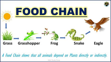 Food Chains Anchor Chart, Simple Food Chain, Science Food Chains, Trophic Level, Frog Crafts, Good Morning Flowers Pictures, Food Web, Kids Study, Simple Food