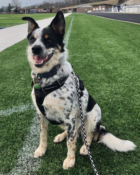 The Texas Heeler: A Complete Guide Blue Heeler Australian Shepherd Mix Dogs, Heeler Mix Dogs, Texas Heeler Puppy, Texas Heeler Dogs, Texas Heeler, Cute Dog Mixes, Aussie Cattle Dog, Heeler Puppies, Blue Heeler Dogs