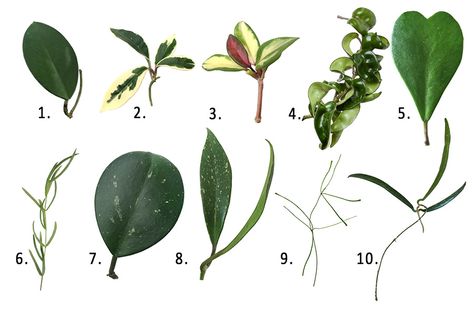 10 Hoyas for Your Houseplant Haven! - Gulley Greenhouse Hoya Obovata, Wax Plant, Plants Are Friends, Inside Plants, Brown Flowers, Plant Identification, House Plants Decor, House Plants Indoor, Fragrant Flowers