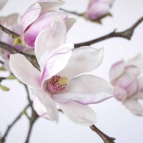 Magnolia Flower Photography, Diy Flower Arch, Magnolia Flower Arrangement, Tulip Magnolia, Japanese Magnolia, Dogwood Branches, Magnolia Branch, Apricot Blossom, Asian Flowers