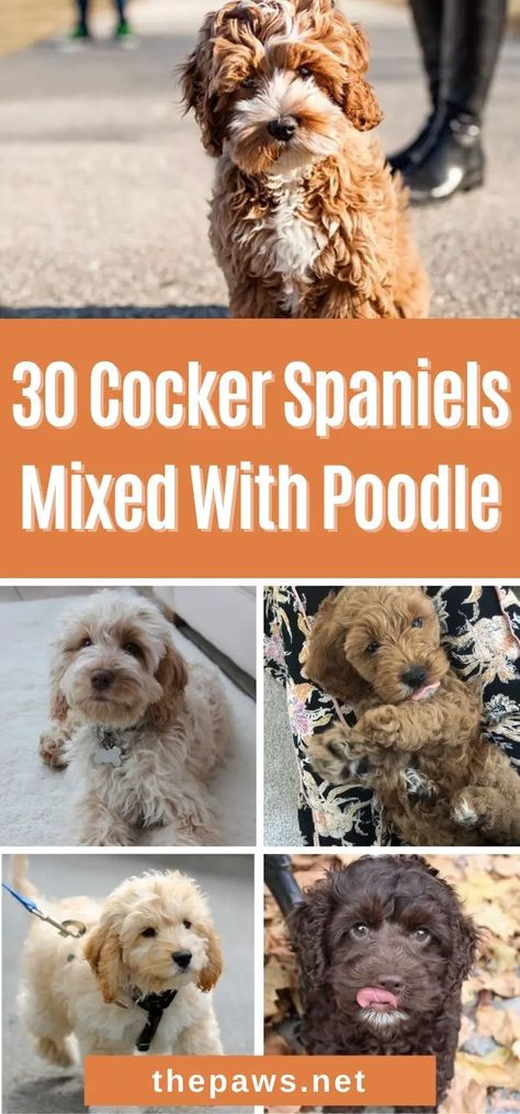 A cross between the Cocker Spaniel and the Poodle makes an adorable Cockerpoo, Cockerdoodle, or Spoodle. Here are 30 photos to enjoy! Cocker Spaniel And Poodle Mix Dogs, Cockerpoo Full Grown, Spoodle Cockapoo, Miniature Cocker Spaniel, Miniature Cockapoo, Cocker Spaniel Poodle Mix, Cocker Spaniel Grooming, Mini Cockapoo, Poodle Cross Breeds