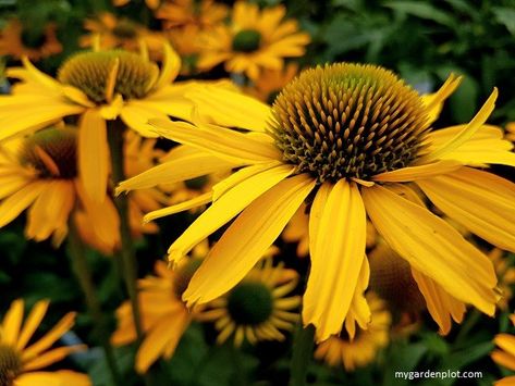 Learn About Echinacea Coneflower Vs Rudbeckia Coneflower Fall Gardens, Fall Borders, Winter Gardening, Garden Plots, Herbaceous Border, Overwintering, Winter Plants, Plant Tags, Plant Guide