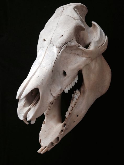 Bone Reference, Pig Skull, Skull Reference, Animal Skeletons, Horse Anatomy, Bone Crafts, Vulture Culture, Animal Anatomy, Animal Bones