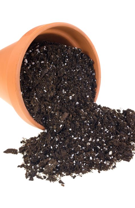 Soil Essentials For Container Gardening ~ Bless My Weeds Garden Soil Preparation, Organic Pesticide, Making Plant Pots, Starting A Garden, Fine Gardening, Garden Soil, Large Plants, Plant Needs, Global Market