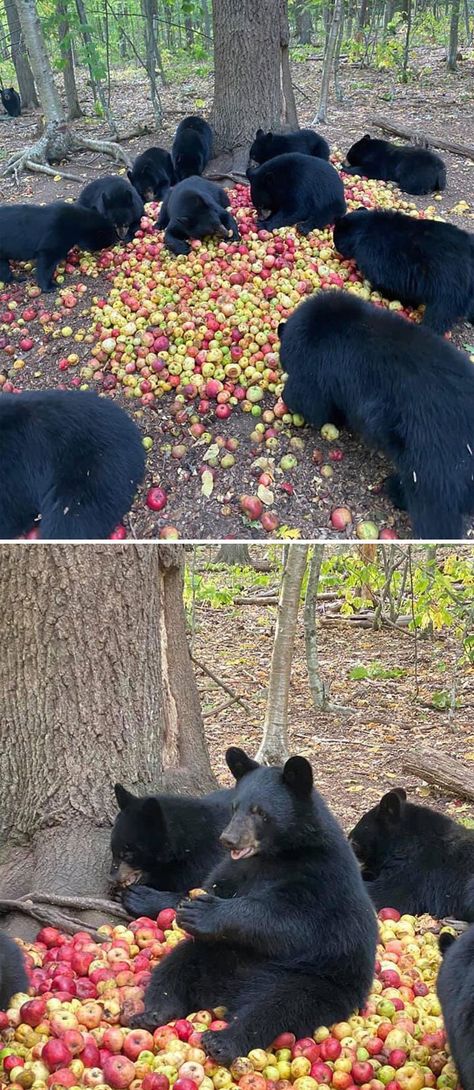 Kodiak Bear, Black Bear Cub, American Black Bear, Funny Bears, Bear Pictures, Majestic Animals, Bear Art, Bear Cubs, Animal Sketches