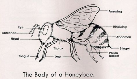 honey bee anatomy poster - Google Search | buzz buzz | Pinterest ... School Diary Ideas, September Homeschool, Bee Diagram, Bee Anatomy, Kindergarten Inquiry, Pre K Science, Pre-k Science, Bee Life Cycle, Presentation Ideas For School