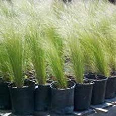 Maiden Grass Landscaping Front Yard, Feather Reed Grass Landscaping Ideas, Potted Grasses On Patio, Maiden Grass Landscaping Ideas, Small Ornamental Grasses, Mexican Feather Grass Landscaping, Feather Reed Grass Landscaping, Container Grasses, Ornamental Grasses In Pots