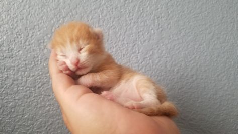 2 week old baby kitten 2 Week Old Kitten, Your Awesome, Baby Kittens, Food Industry, Dog Food, Cuteness Overload, Kittens Cutest, Landing Page, Dog Food Recipes