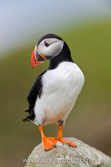 Regard Animal, Atlantic Puffin, Puffins Bird, Isle Of Mull, Nature Picture, Scotland Uk, Airbrush Art, Pet Fashion, Sea Birds