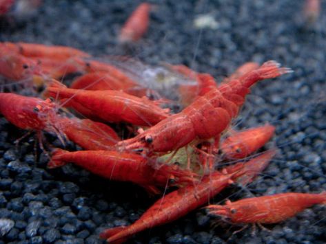 Fire Shrimp, Pet Shrimp, Freshwater Shrimp, Red Cherry Shrimp, Aquarium Shrimp, Cherry Shrimp, Otters Cute, Shrimp Tank, Prawn Shrimp