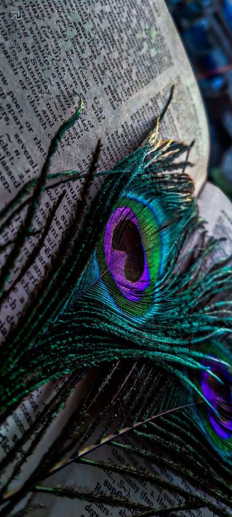 Peacock Wings Wallpaper, Peackok Feather Wallpaper, Peacock Aesthetic Wallpaper, Morpankh Wallpaper, Peacock Feather Aesthetic, Peacock Feathers Wallpaper, Peacock Aesthetic, Goth Romance, Contact Photos