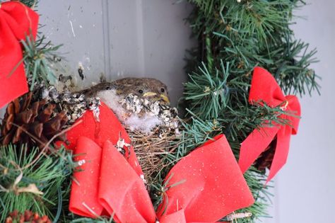 During the holidays, people like to decorate their homes, and the outside is just as fun to decorate as the inside. Wreaths can be made to celebrate m... Bird Deterrents, Bird Repellents, Porch Wreath, Front Door Wreaths, Outdoor Wreaths, Artificial Wreath, How To Attract Birds, Christmas Greenery, Different Holidays