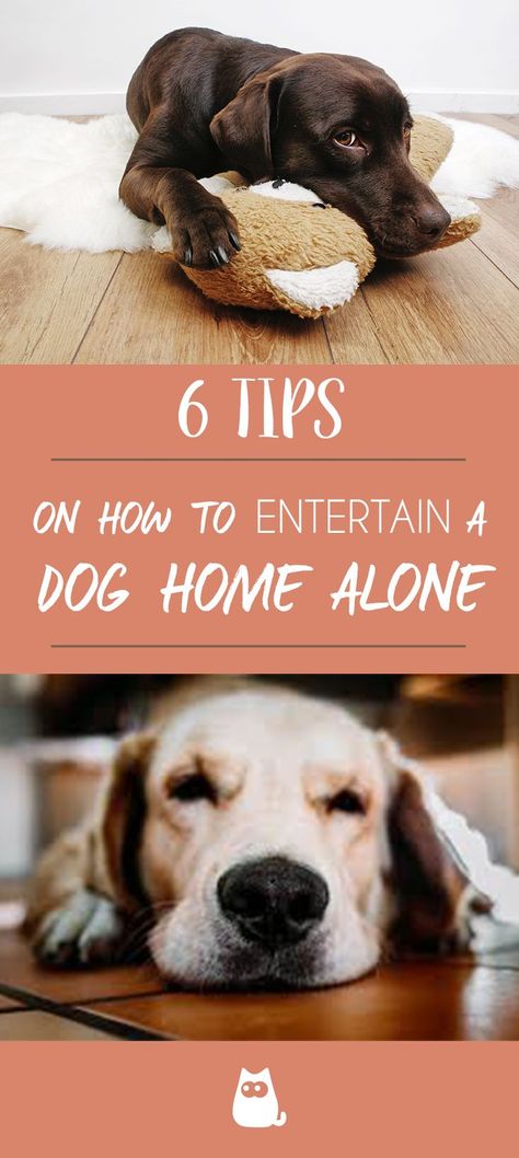 Dog Fun For Dogs At Home, Dog Entertainment Ideas, Dog Ideas For The Home, Kong Recipes, Dog Entertainment, Pawsitive Vibes, Bored Dog, Daisy Dog, Dog Enrichment