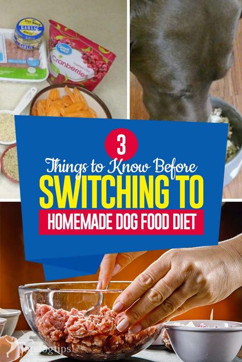 Cooked Dog Food, Homemade Dog Food Vet Approved, Healthiest Diet, Foods Dogs Can Eat, Home Cooked Dog Food, Cook Dog Food, Diy Dog Food, Make Dog Food, Healthy Dog Treats Homemade