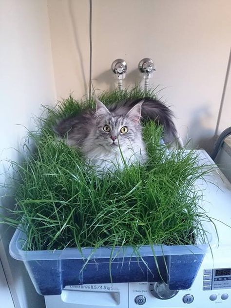 We grew some grass for our (indoor) cat. We think she likes it. - Imgur | good idea for the fosters. Indoor Cat Garden, Katt Diy, Chat Diy, Cat Garden, Cat Tower, Cat Room, Indoor Cat, Cat Diy, Cat Care