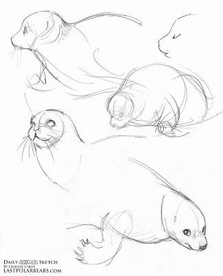 Seal Drawing, Seal Tattoo, Wild Magic, Lion Sketch, Animal Sketch, Harp Seal, Seal Pup, Animal Illustration Art, Lino Art