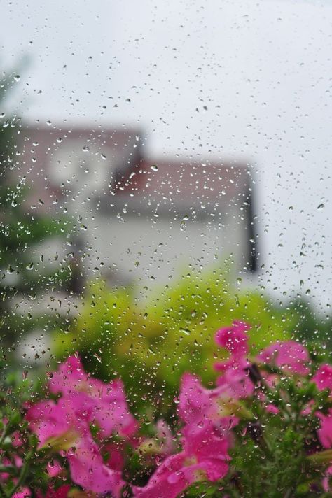 A Rainy Day, Big Girl, Rain Drops, Rainy Day, Flowers, Pink, Pins