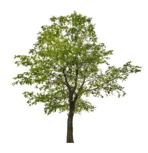 Single green linden tree isolated on white. Green linden tree isolated on white , #Sponsored, #linden, #tree, #Single, #green, #Green #ad Wood Png, Linden Tree, Watercolor Forest, Lime Tree, White Stock, Inspiration Ideas, Interior Design Inspiration, White Green, Tree Branches