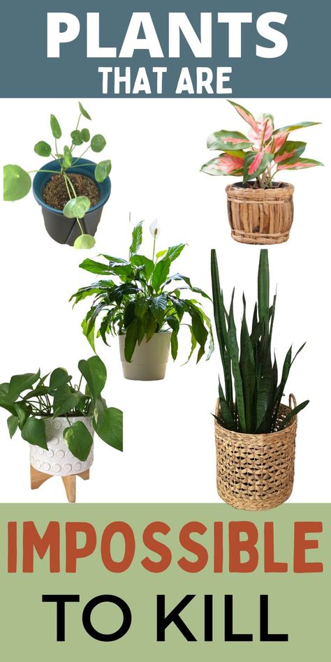 Best Indoor Plants That Grow in Shade Best Apartment Plants, Indoor Orchids, Indoor Plants Low Light, Houseplants Low Light, Indoor House Plants, Low Light Indoor Plants, Outdoor Greenhouse, Apartment Plants, Orchids Garden