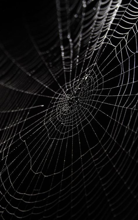 Half Drow, Spider Net, Black Widow Spider, Dark Grunge, Cover Art Design, Black Spider, Phone Wallpaper Images, Image Hd, Black Aesthetic