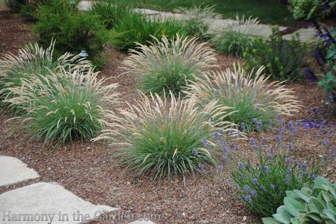 Designing with Ornamental Grasses - Harmony in the Garden Ornamental Grass Landscape Ideas, Carex Grass, Shady Plants, Ornamental Grass Landscape, Front Yards Curb Appeal, Landscape Curbing, Front Yard Decor, Flower Bed Designs, Landscape Rock