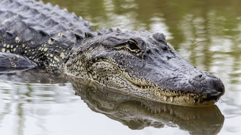 11 Amazing Facts About Alligators | Mental Floss Alligator Swimming, American Alligator, Everglades National Park, Awesome Places, Crocodiles, Canvas Home, Unesco World Heritage Site, Unesco World Heritage, Heritage Site