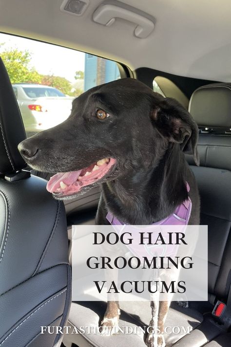 Dog hair grooming vacuums allow you to brush your dog without any excess hair to clean up afterwards. Dog Grooming Vacuum, Dog Hair Cleaning, Universal Adapter, Clean Sofa, Excess Hair, Vacuum Storage, Hair Shedding, Dog Shedding, Best Vacuum