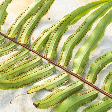 Because ferns don't produce seeds, there's a special way to propagate them: growing spores. Here are tips. Fern Seeds, Fern Spores, Australian Tree Fern, Ferns Garden, Starting Seeds Indoors, Australian Garden, Bonsai Plants, Plant Cuttings, Propagating Plants