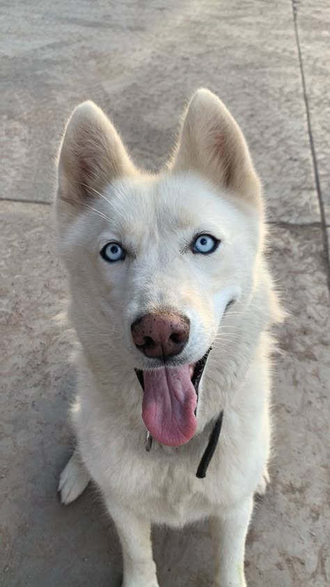 Husky blanco. Husky. All White Husky, Siberian Husky Blue Eyes, White Siberian Husky Puppy, White Husky Puppy, White Husky Dog, Husky White, Husky Colors, Husky With Blue Eyes, Doctor Jewelry