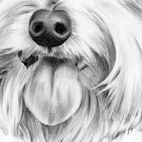 How to draw a dog's tongue, How to draw pets, Drawing dogs, Online art course How To Draw A Dog, Canine Anatomy, Draw Dogs, Draw A Dog, How To Draw Animals, Online Art Courses, Dog Portraits Painting, Realistic Eye Drawing, Art Demo