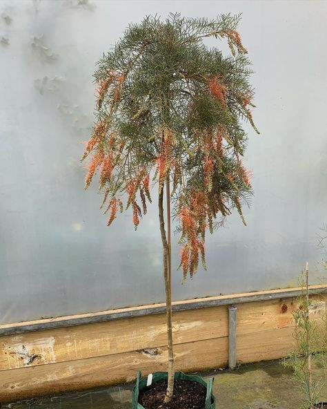 Flowers brightening our day in the nursery while it’s trying to snow. 1,2. Grevillea nana x tenuiloba ‘Thorny Devil’ 3. Banksia occidentalis 4. Grevillea nudiflora #thegraftingcompany #australiannativeplants #grevillea #winterflowers #banksia #grafting Thorny Devil, Instagram Flowers, Australian Native Plants, Winter Flowers, Tin, Nursery, Flowers, On Instagram, Quick Saves